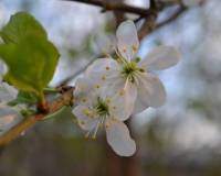 демо-картинка Цветки вишни