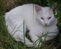 Мои фото, Кот Белый