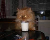 Мои фото, Кот персидский и молоко