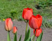 демо-картинка Красные тюльпаны