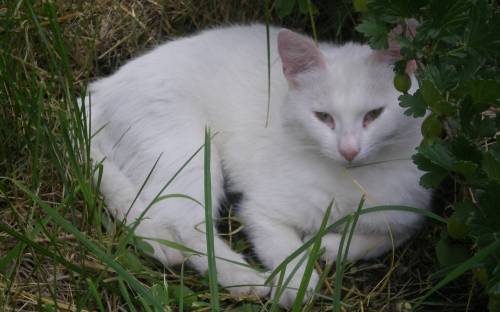 Кот Белый, Мои фото