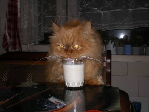 Кот персидский и молоко, Мои фото