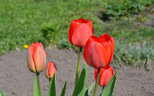 Красные тюльпаны, Мои фото