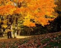демо-картинка Осенний лес