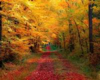 Природа, Осенний лес