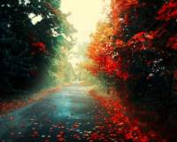 Природа, Осенняя дорога