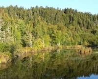 демо-картинка Озеро и лес