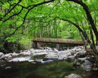 Природа, Деревянный мост