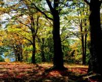 демо-картинка Осенний лес
