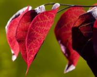 демо-картинка Красные листья