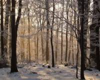 Природа, Зимний лес
