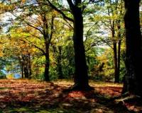 демо-картинка Осень в лесу