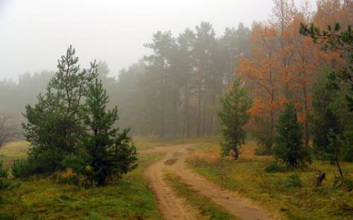 Лесная дорога, Природа