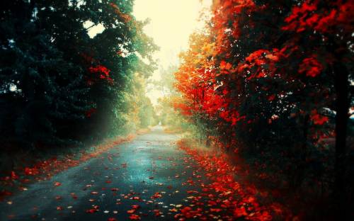 Осенняя дорога, Природа