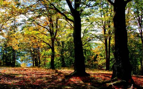 Осенний лес, Природа