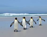 Животные, Пингвины