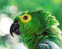 демо-картинка Зеленый попугай