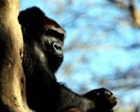 демо-картинка Черная горилла