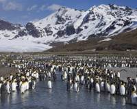 Животные, Колония пингвинов