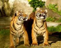 Животные, Молодые тигры