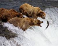Животные, Три медведя на рыбалке