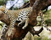 Животные, Леопард на дереве