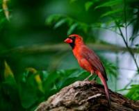 демо-картинка Птица кардинал