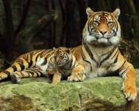 Животные, Тигрица и тигренок