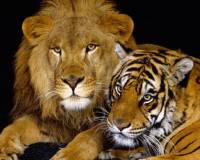 Животные, Лев и тигр