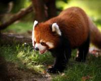 Животные, Красная панда