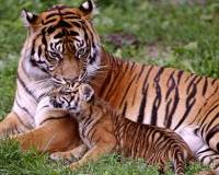 Животные, Тигрица и тигренок