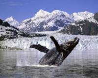 Животные, Горбатый кит