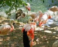 Животные, Фламинго