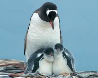 демо-картинка Семья пингвинов