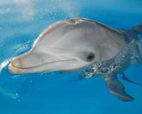 демо-картинка Дельфин