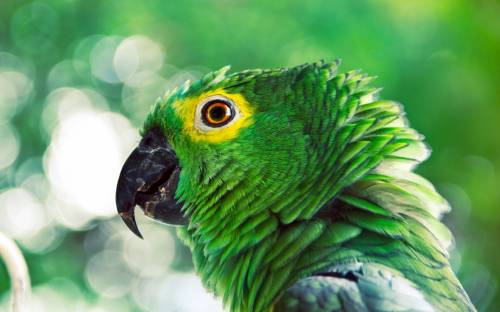 Зеленый попугай, Животные