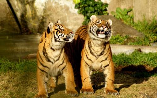 Молодые тигры, Животные