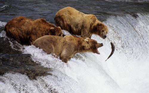 Три медведя на рыбалке, Животные