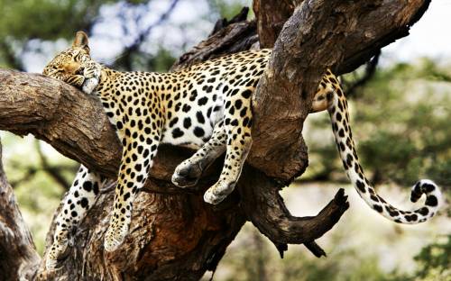 Леопард на дереве, Животные