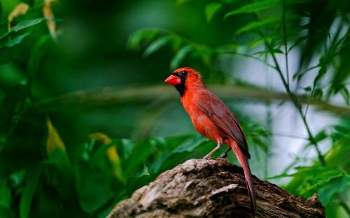 Птица кардинал, Животные