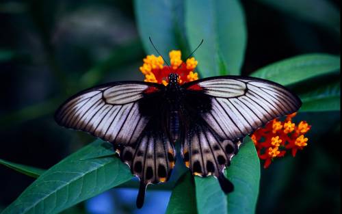 Бабочка Мормон, Животные