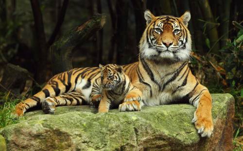 Тигрица и тигренок, Животные