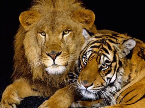 Лев и тигр, Животные