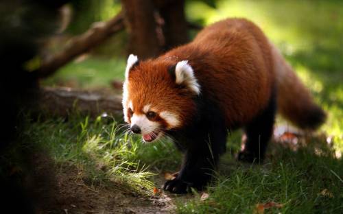 Красная панда, Животные