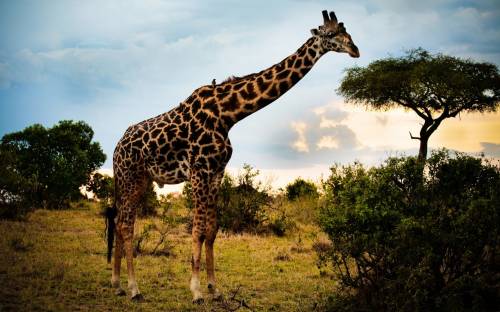 Жираф, Животные