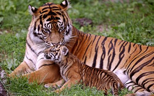 Тигрица и тигренок, Животные