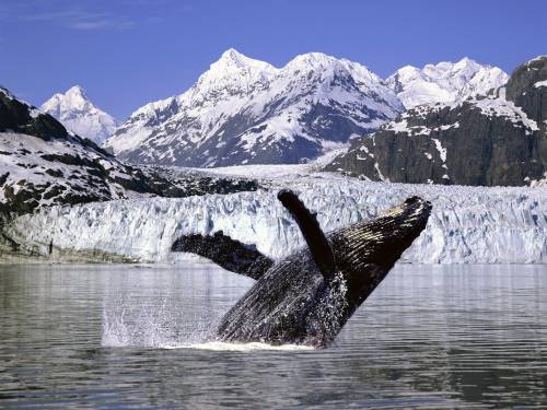 Горбатый кит, Животные