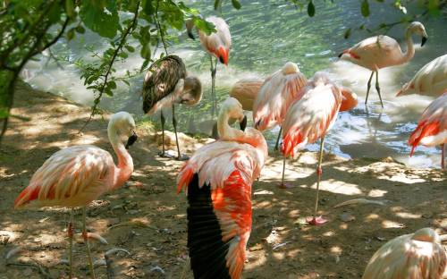 Фламинго, Животные