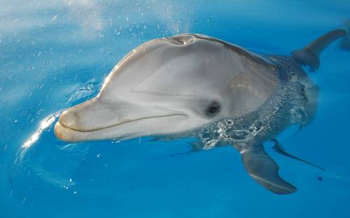 Дельфин, Животные