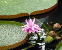 Растения, Королевская водяная лилия